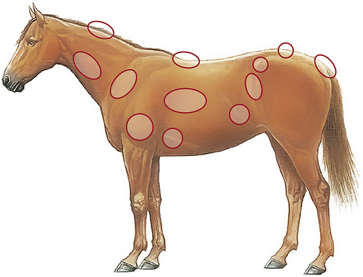 To determine the Body Condition Score in the horse, these body regions are assessed.